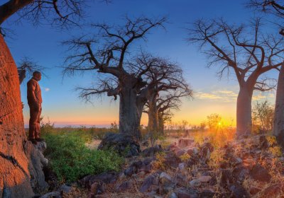 Baobaby w Parku Chobe