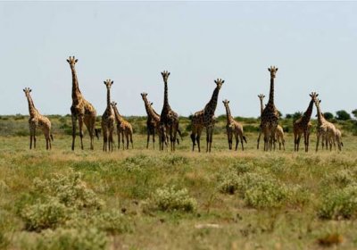 Żyrafy w Delcie Okawango