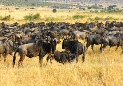 Wielka Migracja Serengeti
