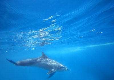 Delfin w Minai