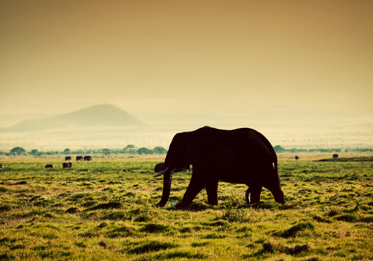 Kenia: Park Amboseli