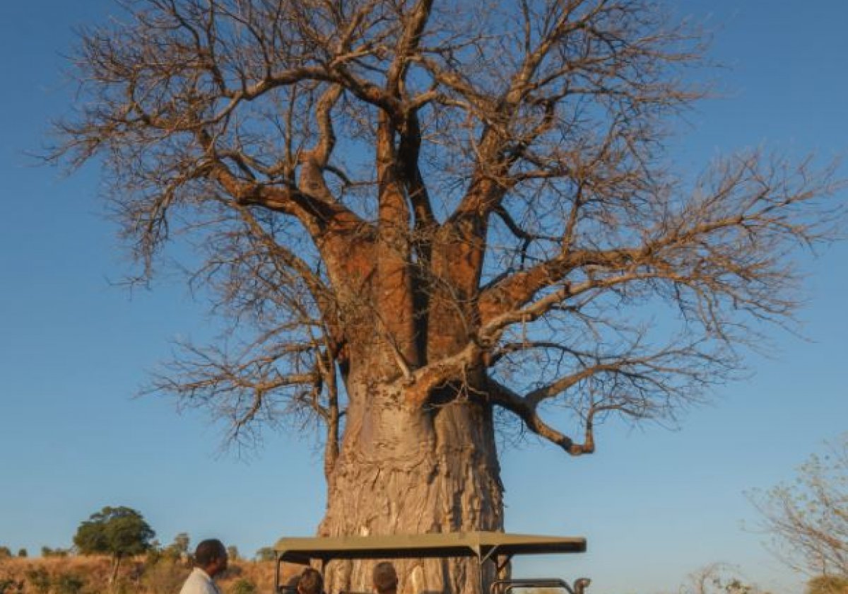 Baobab w Parku Chobe