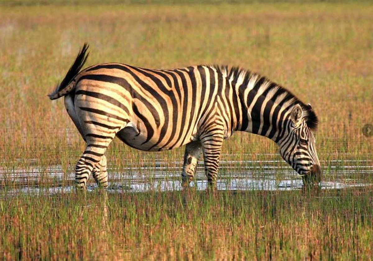 Zebra w Delcie Okawango