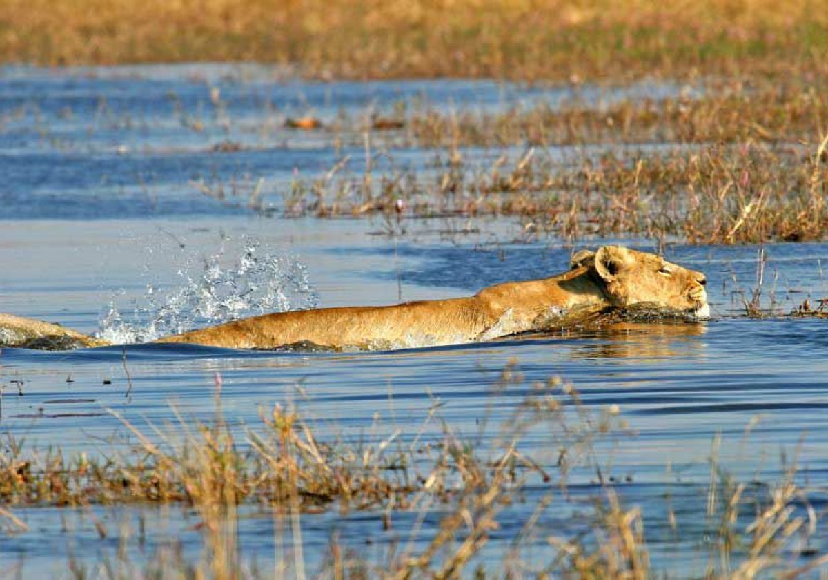 Lew w rzece Chobe