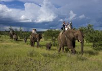 Safari na słoniach w Victoria Falls