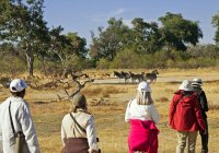 Zebry w Delcie Okawango