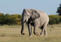 Słoń w Parku Chobe