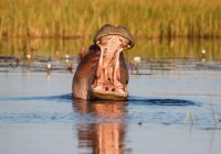 Hipopotam w Parku Chobe